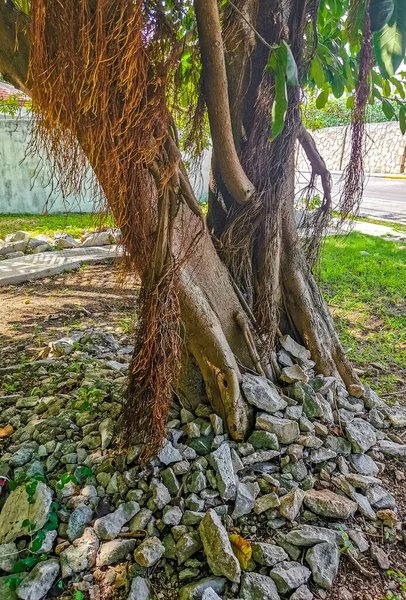 Ogromne Piękne Ficus Maxima Figowe Drzewo Playa Del Carmen Quintana — Zdjęcie stockowe