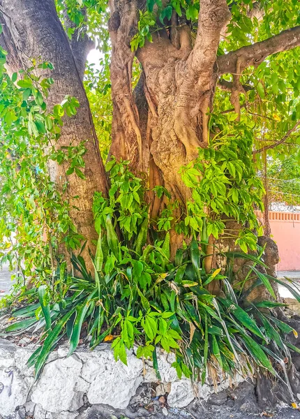 Enorme Hermosa Higuera Ficus Maxima Playa Del Carmen Quintana Roo — Foto de Stock