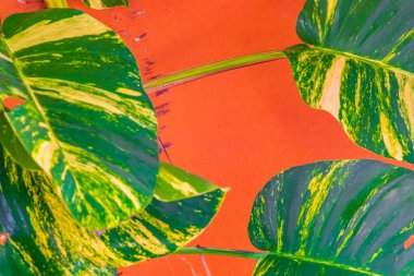 Tropical green and yellow plant with large leaves Dieffenbachia Dumb Cane houseplant is climbing the wall in Playa del Carmen Mexico.