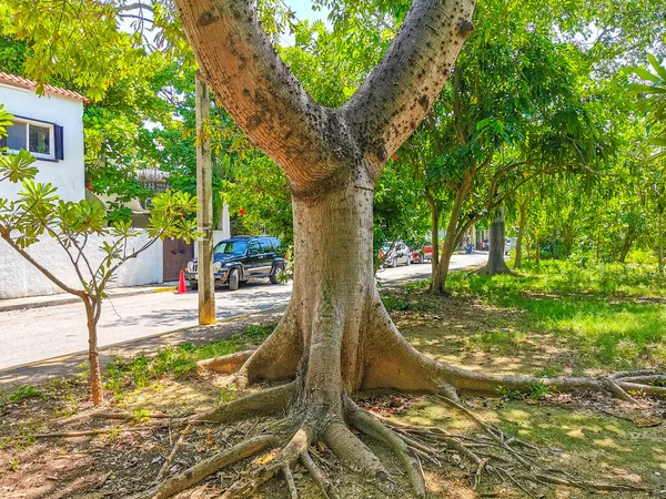 Τεράστια Όμορφο Δέντρο Kapok Ceiba Δέντρο Αιχμές Στο Τροπικό Δάσος — Φωτογραφία Αρχείου