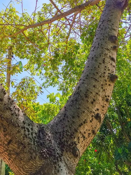 Enorme Hermoso Árbol Kapok Árbol Ceiba Con Espigas Bosque Selva — Foto de Stock