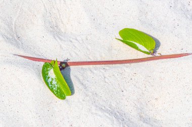 Güzel pembe menekşe mor sabah zaferi ya da Keçi ayağı Ipomoea pes-caprae sürünen çiçek çiçekleri Playa del Carmen Quintana Roo Meksika 'da demiryolu sarmaşığı.