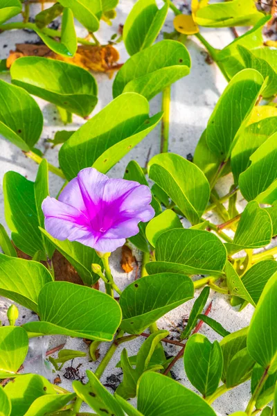 美しいピンク色の紫色の朝の栄光またはヤギの足イポモエア ペプスが忍び寄る花の植物プラヤ カルメン キンタナ メキシコの鉄道のつるの花 — ストック写真