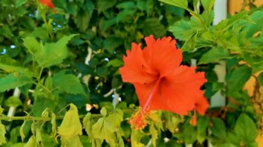Red beautiful hibiscus flower flowers shrub tree plant in Mexico.