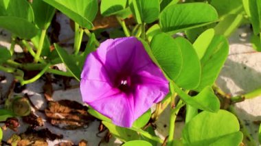 Güzel pembe menekşe mor sabah zaferi ya da Keçi ayağı Ipomoea pes-caprae sürünen çiçek çiçekleri Playa del Carmen Quintana Roo Meksika 'da demiryolu sarmaşığı.
