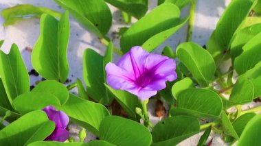 Güzel pembe menekşe mor sabah zaferi ya da Keçi ayağı Ipomoea pes-caprae sürünen çiçek çiçekleri Playa del Carmen Quintana Roo Meksika 'da demiryolu sarmaşığı.