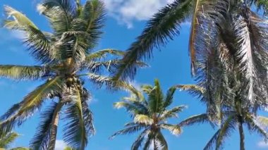 Amazing landscape panorama view with palm trees blue sky and the natural tropical beach and the forest on the beautiful island of Contoy in Quintana Roo Mexico.