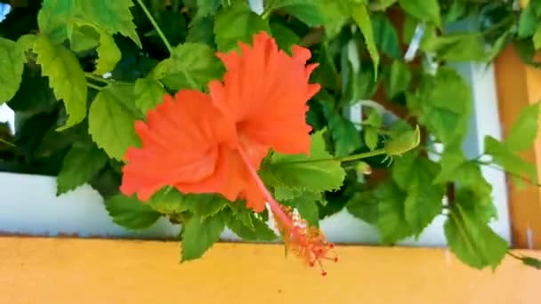 Red Beautiful Hibiscus Flower Flowers Shrub Tree Plant Mexico — Stockvideo