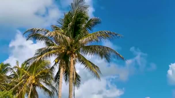Tropical Natural Mexican Palm Trees Coconuts Blue Sky Background Tulum — 图库视频影像