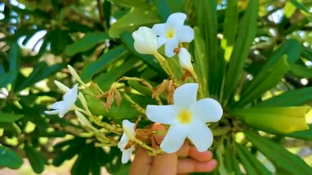 Plumeria Roślin Białymi Żółtymi Kwiatami Naturalnym Zielonym Tle Tulum Quintana — Wideo stockowe