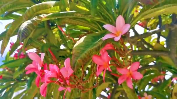 Plumeria Rostlina Růžovými Žlutými Květy Bílým Zeleným Pozadím Playa Del — Stock video