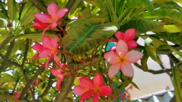 Plumeria Растение Розовыми Желтыми Цветками Белом Зеленом Фоне Playa Del — стоковое видео