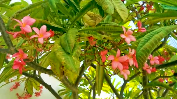 Plumeria Con Flores Rosas Amarillas Con Fondo Blanco Verde Playa — Vídeos de Stock