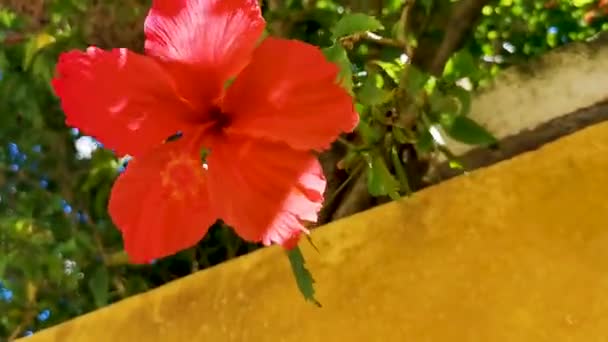 Red Beautiful Hibiscus Flower Flowers Shrub Tree Plant Mexico — Wideo stockowe