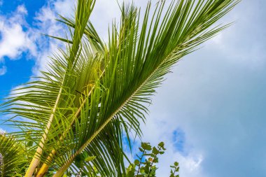 Playa del Carmen Quintana Roo Meksika 'da Hindistan cevizi ve mavi gökyüzü arka planlı tropik doğal Meksika palmiyesi..