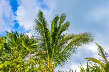 Playa del Carmen Quintana Roo Meksika 'da Hindistan cevizi ve mavi gökyüzü arka planlı tropik doğal Meksika palmiyesi..