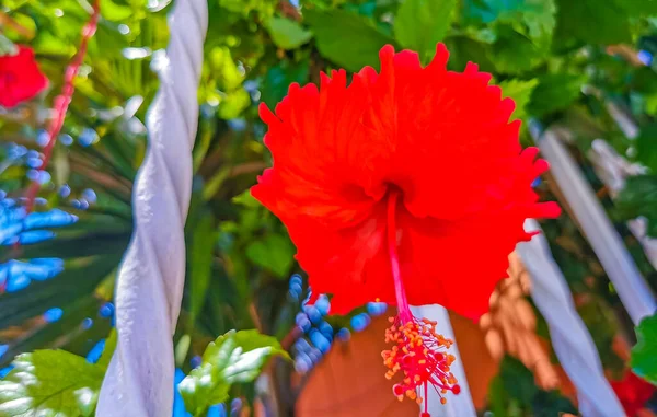 Красный Красивый Гибискус Цветы Кустарниковые Деревья Завод Плайя Дель Кармен — стоковое фото