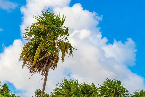 Tropische Natuurlijke Mexicaanse Palmboom Met Kokosnoten Blauwe Lucht Achtergrond Playa — Stockfoto