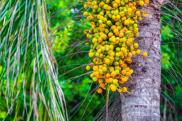 Palmera Tropical Natural Mexicana Con Palmeras Frutas Fondo Cielo Azul — Foto de Stock