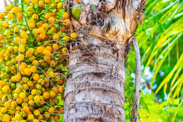 Palmera Tropical Natural Mexicana Con Palmeras Frutas Fondo Cielo Azul — Foto de Stock