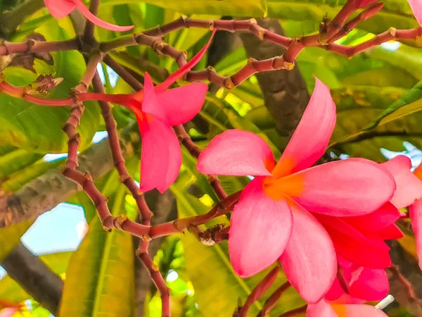 Рослина Plumeria Рожевими Жовтими Квітами Білим Зеленим Фоном Playa Del — стокове фото