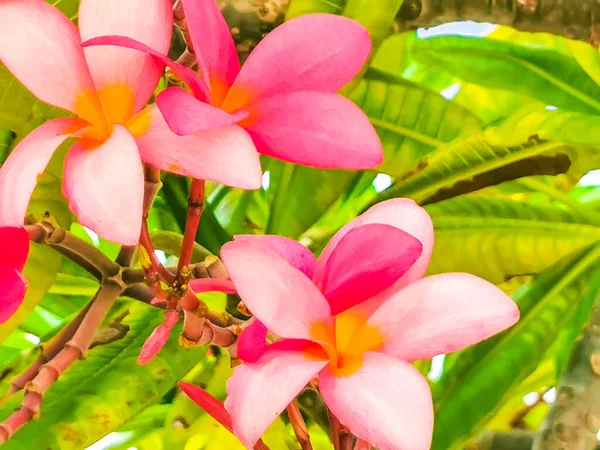 Plumeria Planta Com Flores Rosa Amarelo Com Fundo Branco Verde — Fotografia de Stock