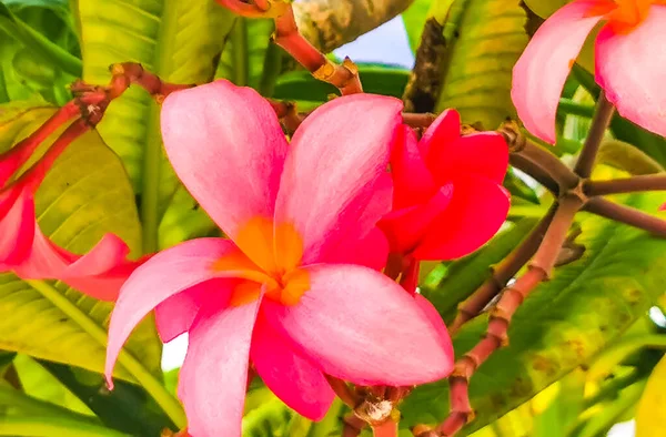 Plumeria Roślin Różowymi Żółtymi Kwiatami Białym Zielonym Tle Playa Del — Zdjęcie stockowe