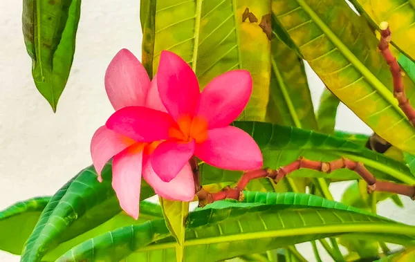 Plumeria Rostlina Růžovými Žlutými Květy Bílým Zeleným Pozadím Playa Del — Stock fotografie