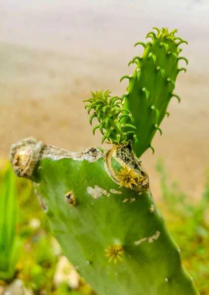 Spiny Grön Kaktus Kaktusväxter Och Träd Med Ryggradsfrukter Playa Del — Stockfoto