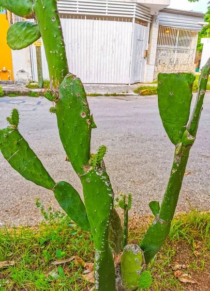 Plantas Árboles Cactus Verde Espinoso Con Frutos Espinas Playa Del —  Fotos de Stock