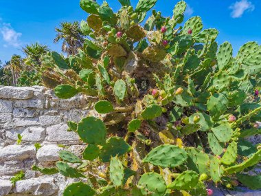 Dikenli yeşil kaktüs kaktüs bitkileri ve dikenli ağaçlar Tulum Roo Mexico 'da meyveler.