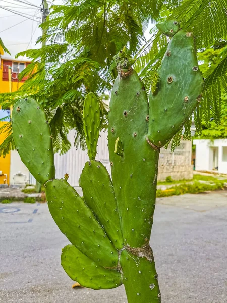 Stachelgrüne Kakteen Pflanzen Und Bäume Mit Dornen Früchte Playa Del — Stockfoto