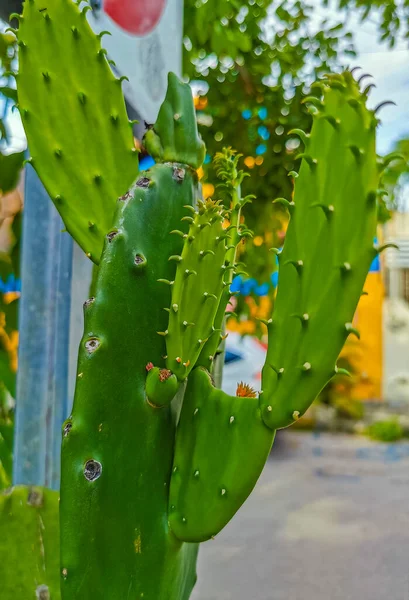 Stachelgrüne Kakteen Pflanzen Und Bäume Mit Dornen Früchte Playa Del — Stockfoto