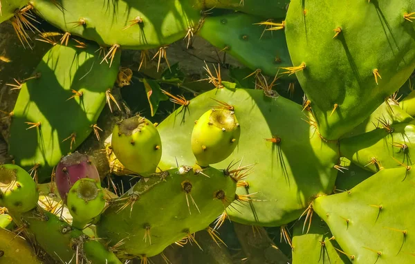 Spiny Grön Kaktus Kaktusväxter Och Träd Med Ryggradsfrukter Tulum Roo — Stockfoto