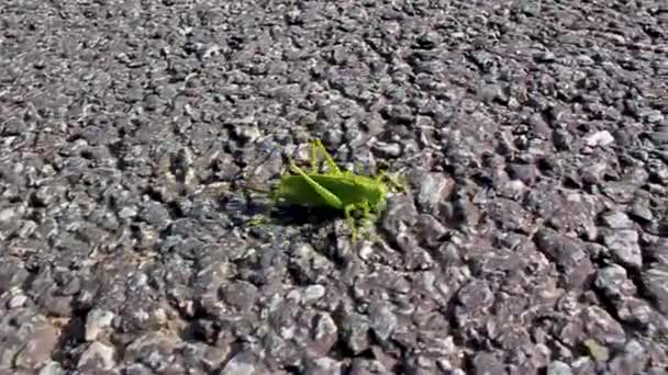 Enorme Gran Insecto Saltamontes Verde Arrastrándose Sobre Hierba Dique Weddewarden — Vídeo de stock