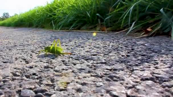 Enorme Grote Groene Sprinkhaan Kruipend Gemalen Gras Weddewarden Dijk Bremerhaven — Stockvideo