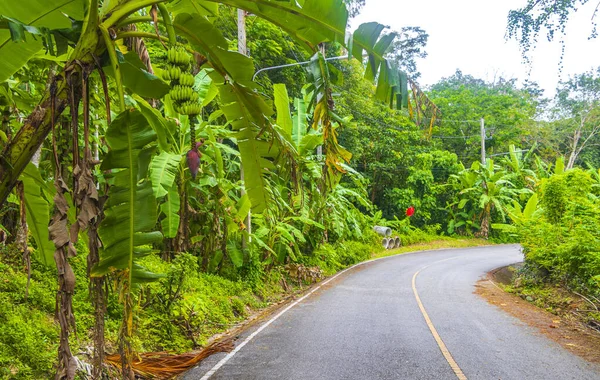 Landscape Cityscape Panorama Street Road Cars Building Houses Forest Jungle — Stock Photo, Image