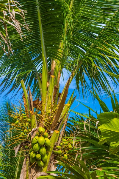 Tropikalne Naturalne Meksykańskie Palmy Orzechami Kokosowymi Błękitnym Tle Nieba Playa — Zdjęcie stockowe