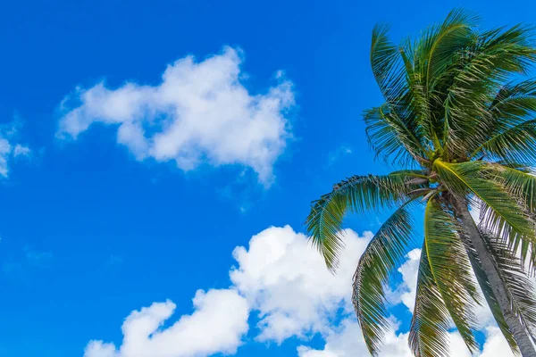 Природное Пальмовое Дерево Кокосовым Орехом Голубым Небом Площади Плайя Дель — стоковое фото