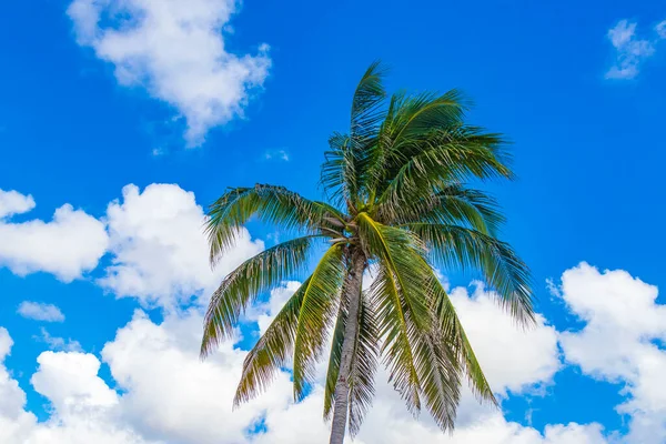 Природное Пальмовое Дерево Кокосовым Орехом Голубым Небом Площади Плайя Дель — стоковое фото