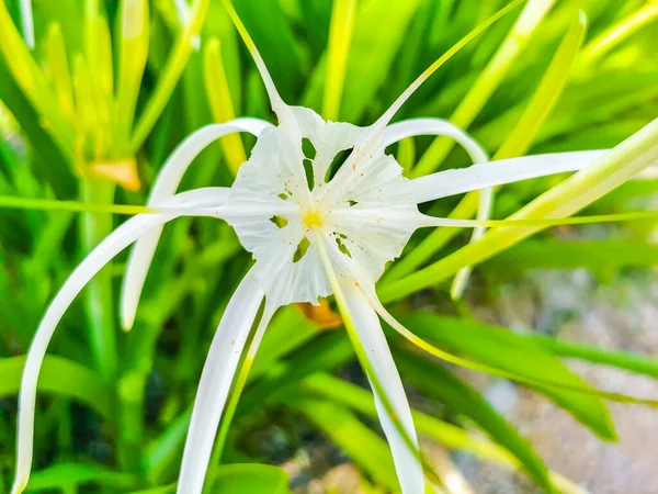 Hymenocallis Caribaea Caribeña Araña Lirio Estilo Único Flor Blanca Sobre — Foto de Stock