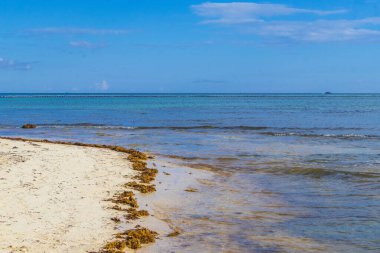 Tropical mexican beach landscape panorama with clear turquoise blue water and seaweed sargazo in Playa del Carmen Mexico.