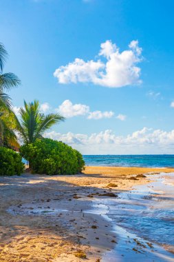 Tropical mexican beach landscape panorama with clear turquoise blue water and seaweed sargazo in Playa del Carmen Mexico.