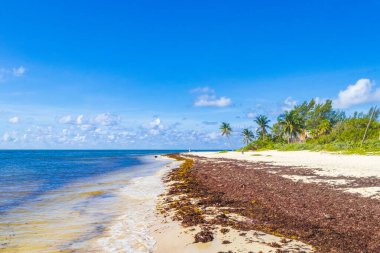 Tropical mexican beach landscape panorama with clear turquoise blue water and seaweed sargazo in Playa del Carmen Mexico.