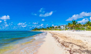 Tropical mexican beach landscape panorama with clear turquoise blue water and seaweed sargazo in Playa del Carmen Mexico.