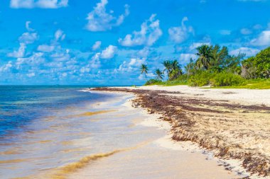 Tropical mexican beach landscape panorama with clear turquoise blue water and seaweed sargazo in Playa del Carmen Mexico.