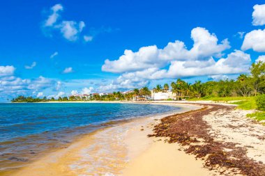 Tropical mexican beach landscape panorama with clear turquoise blue water and seaweed sargazo in Playa del Carmen Mexico.