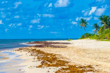 Tropical mexican beach landscape panorama with clear turquoise blue water and seaweed sargazo in Playa del Carmen Mexico.
