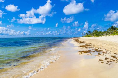 Tropical mexican beach landscape panorama with clear turquoise blue water and seaweed sargazo in Playa del Carmen Mexico.