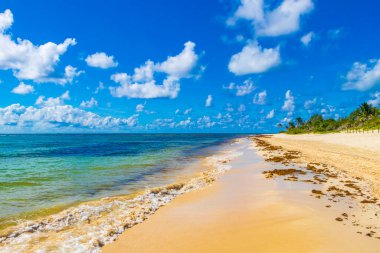 Tropical mexican beach landscape panorama with clear turquoise blue water and seaweed sargazo in Playa del Carmen Mexico.